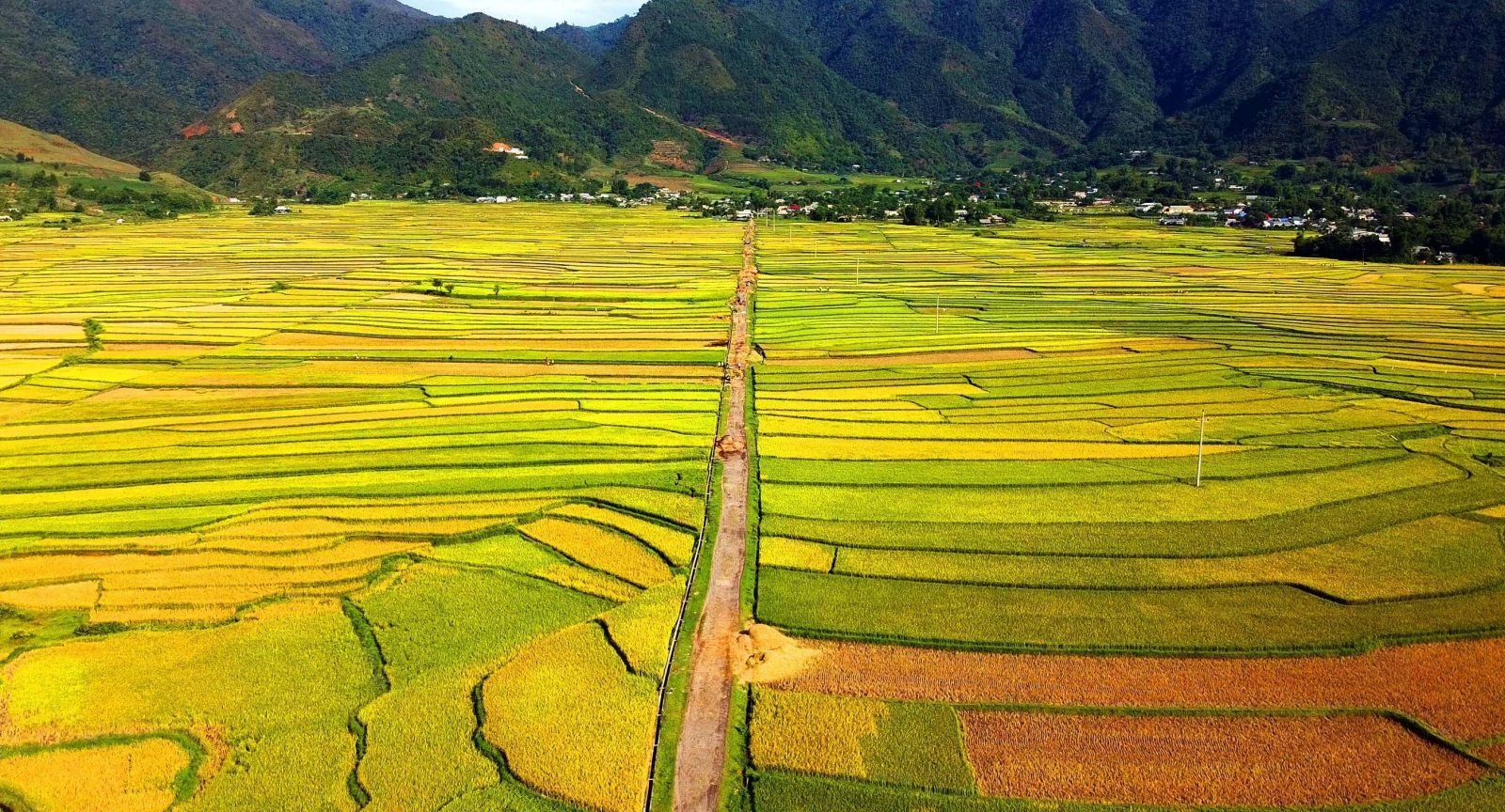 Cách đồng lúa Mường Lò 