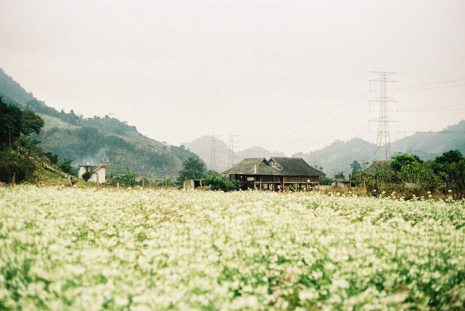 canh-dong-cai-moc-chau
