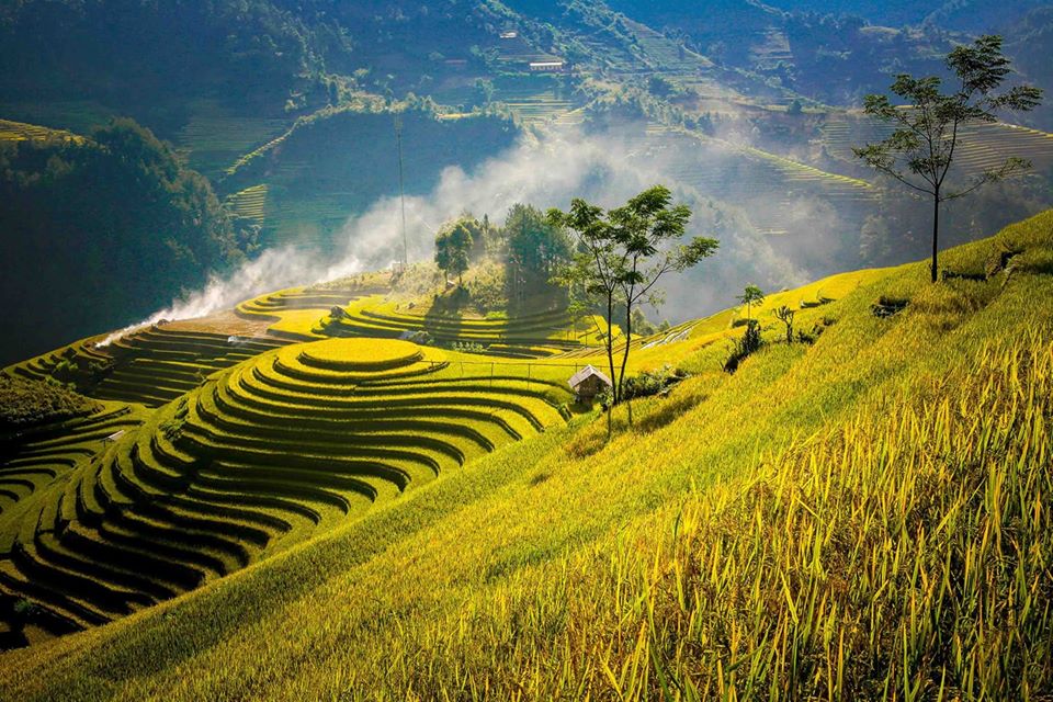 canh-dong-muong-lo