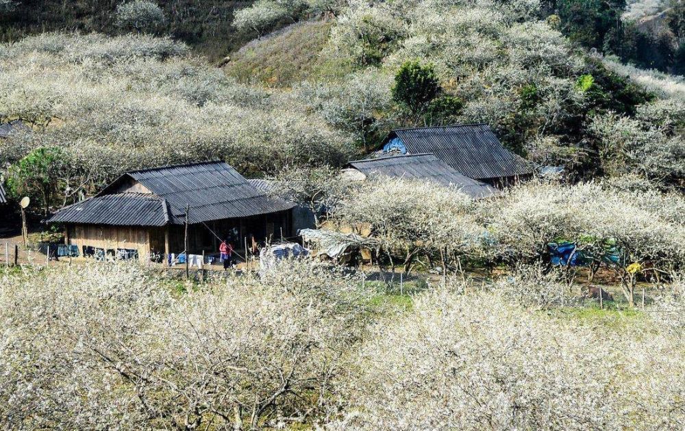 thung-lung-man-na-ka-moc-chau