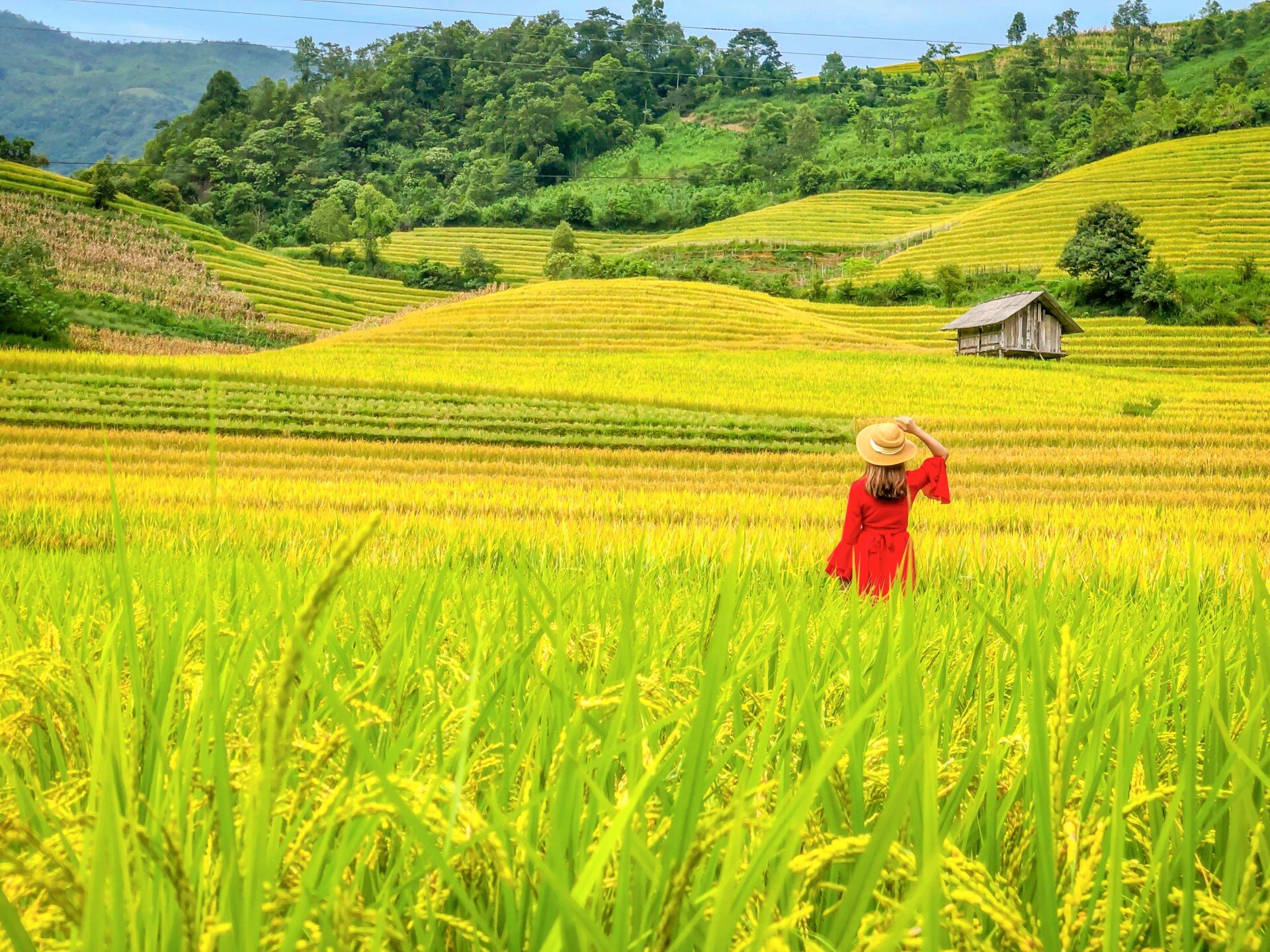 lúa chín A Pa Chải