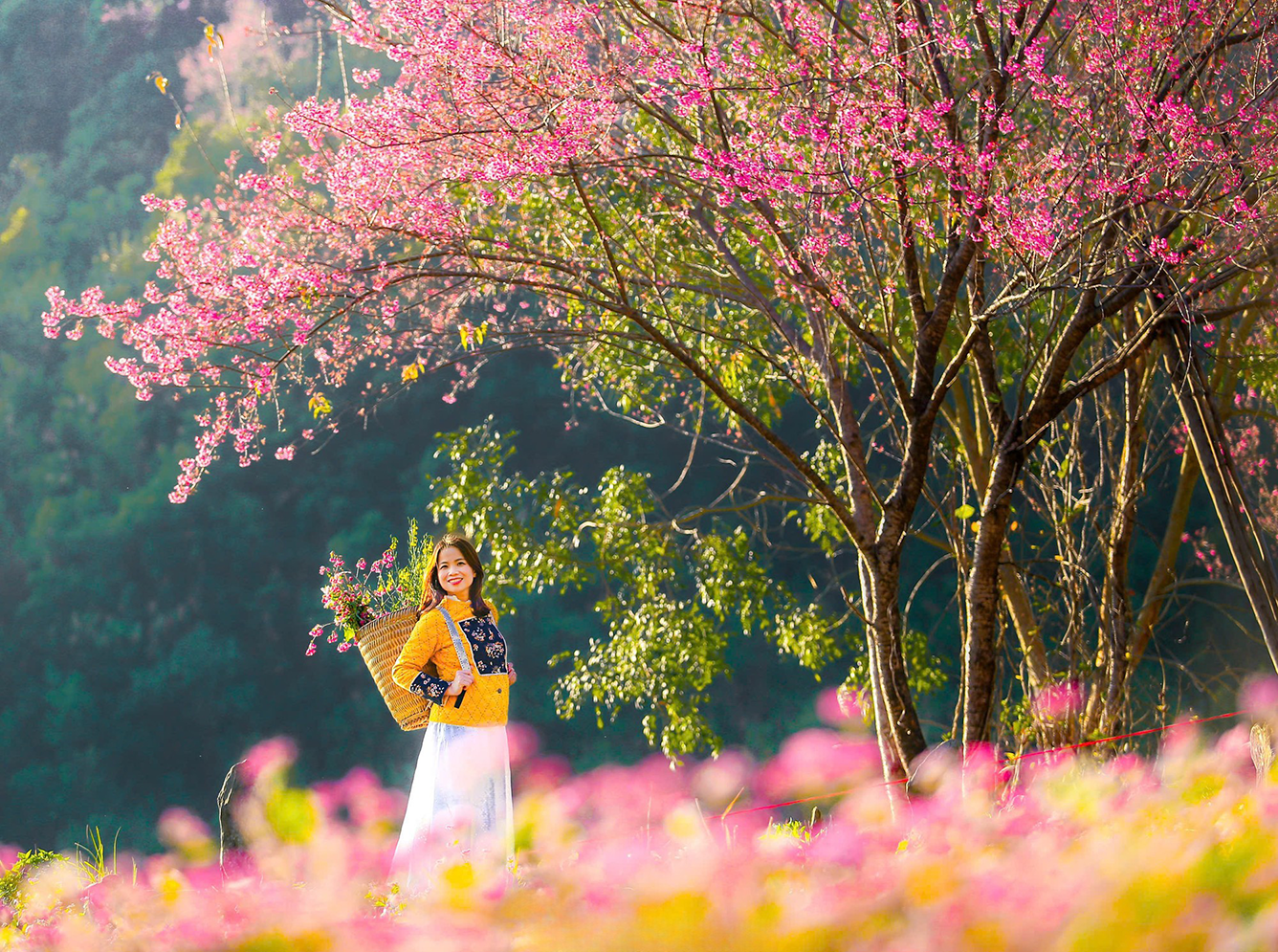 mua-hoa-to-day-mu-cang-chai