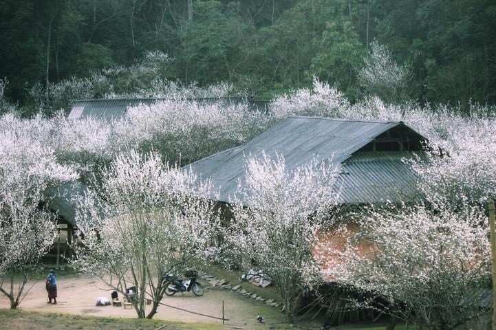 mùa hoa mận Bắc Hà