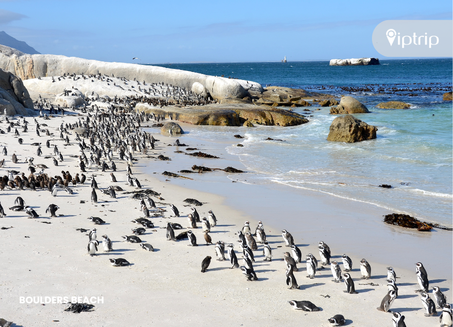 boulders-beach