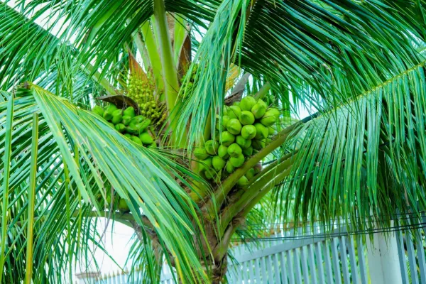 Dừa Sáp Bến Tre - Món trái cây đặc sản du khách không thể bỏ qua