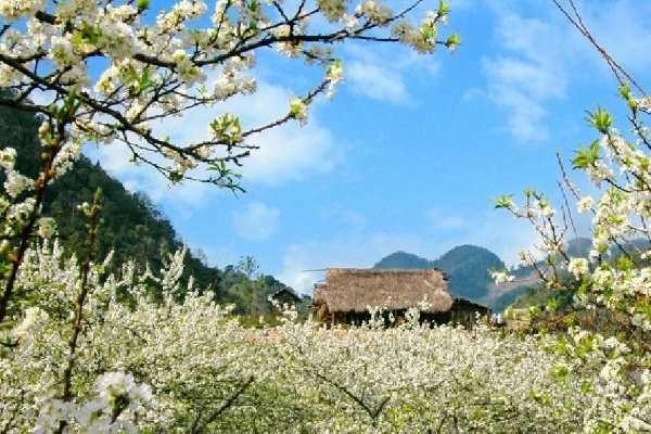 Sắc màu Bắc Hà – Cao nguyên trắng và phiên chợ tình rực rỡ
